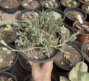 SENECIO CITRIFORMIS COLÔNIA CUIA 17