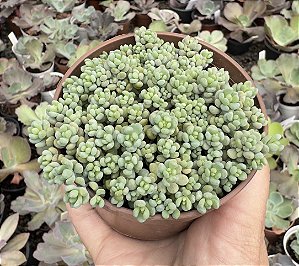 SED. LILAC MOND POTE 9