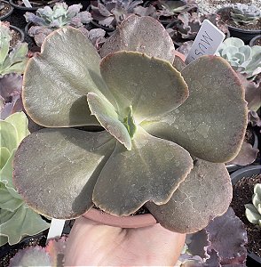 E. GIBB. MUSTARD GREEN COREANA POTE 11