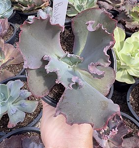 E. GIBB. BARBIE DOLL IMPORTADA POTE 11