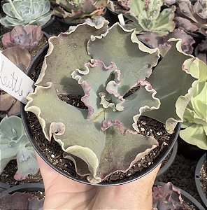 E. GIBB. LITTLE JASMINE POTE 11