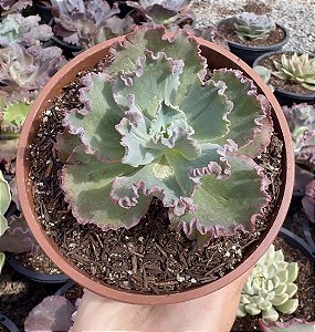 E. GIBB. DRAGON QUEEN POTE 11