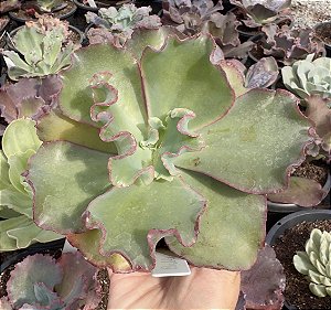 E. GIBB. BUBBLE GUM (CARÚNCULAS) CUIA 13