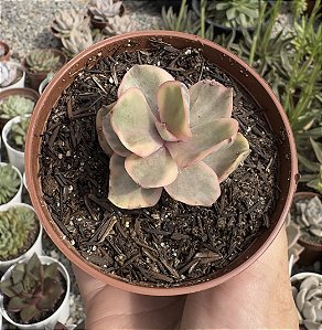 E. GOLDEN STATE VAR. POTE 9