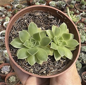 E. LONGISSIMA COM CARÚNCULAS POTE 9