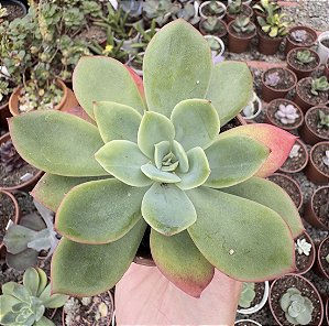 E. LUELLA POTE 9
