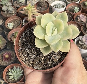 GRAP. FANTOME VAR. POTE 9 (PEQUENA)