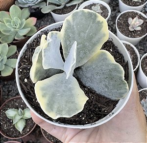 COTY. ONDULATA VAR. POTE 9 pouca raiz