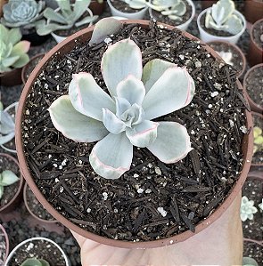 E. BERKELEY VAR. POTE 9 pouca raiz