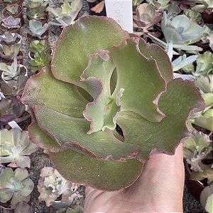 E. GIBB. CUPENO POTE 9