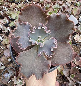 E. GIBB. BLACK PEARL POTE 11