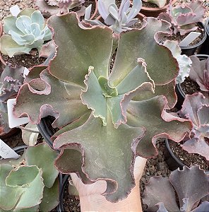 E. GIBB. MOROCHA (CARÚNCULAS) POTE 11