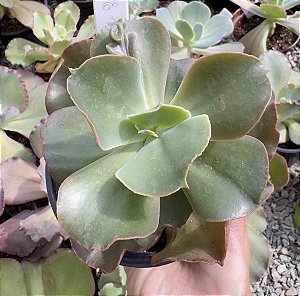 E. GIBB. MOROCHA (CARÚNCULAS) POTE 11