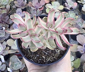 C. CANDY CANE VAR. POTE 9