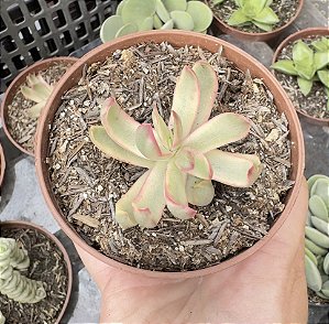 C. CANDY CANE VAR. POTE 9