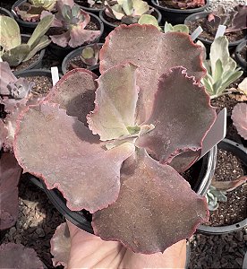 E. GIBB. BITTERSWEET POTE 11