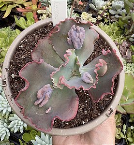 E. GIBB. CUENCA (CARÚNCULAS) CUIA 13