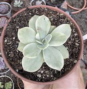 E. LEMON LIME VAR. POTE 9 pouca raiz