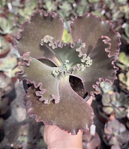 E. GIBB. MISS POTE 11