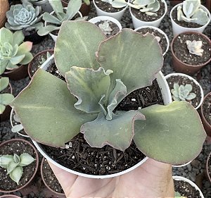 E. CAN CAN VAR. POTE 11 pouca raiz