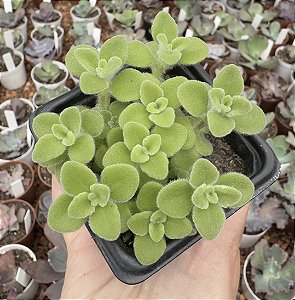 MINI BOLDO POTE 9 (planta repelente)
