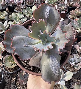 E. GIBB. BLUE CAT (CARÚNCULAS) CUIA 13