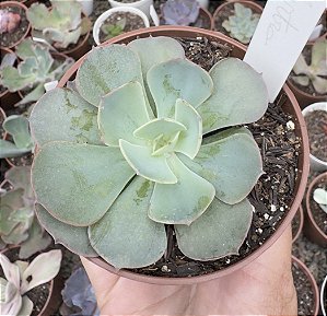 E. GIBB. ELEKTRA POTE 9