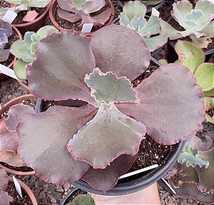 E. GIBB. PLUTO POTE 11