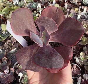 E. GIBB. PLUTO POTE 9