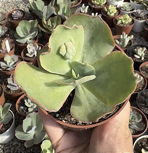 E. GIBB. B 06 POTE 9