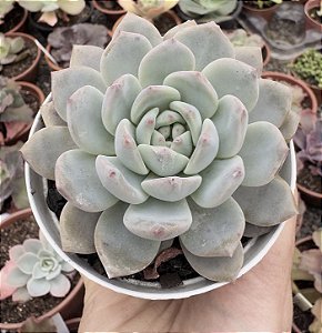 E. PUMILA X MONT BLANC POTE 9