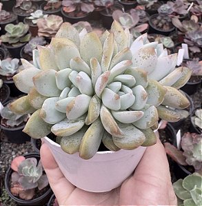 E. PUMILA X MONT BLANC POTE 9