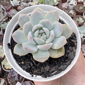 E. PUMILA X MONT BLANC POTE 9