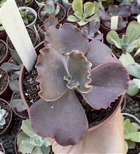 E. GIBB. RED DRAGON (NOVIDADE) POTE 9