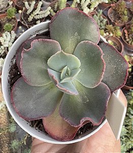 E.GIBB. LEGIANA POTE 9