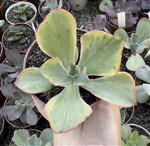 E. TORNADO VAR. POTE 9