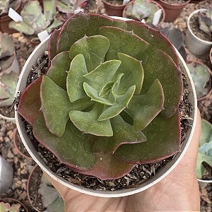 E. GIBB. LIZ (CARÚNCULAS) POTE 9