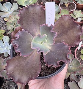 E. GIBB. VIURE IMPORTADA POTE 11