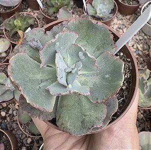 E. GIBB. ALHAMBRA (CARÚNCULAS) POTE 9