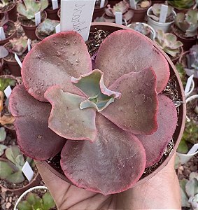 E. GIBB. SCARLET BLISS (CARÚNCULAS) POTE 9