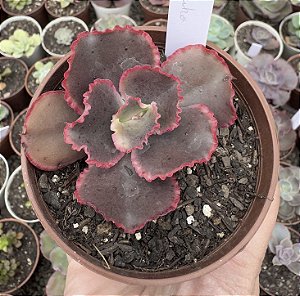 E. GIBB. HARUKO POTE 9