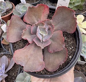 E. GIBB. RED MOON IMPORTADA POTE 9