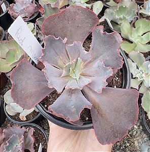 E. GIBB. RED MOON POTE 9