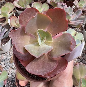 E. GIBB. RED MOON POTE 9