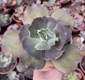 E. GIBB. CRISONTIDE POTE 11