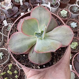 E. GIBB. BIG RED FRANCESA POTE 9