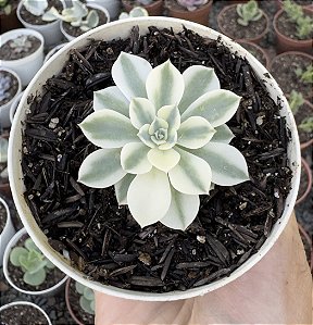 E. COMPTON CAROUSEL POTE 9