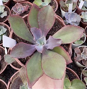 E. GIBB. MARAVILHA POTE 11