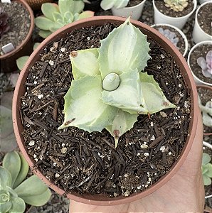 AGAVE POTATORUM VAR. POTE 9 Sem raiz