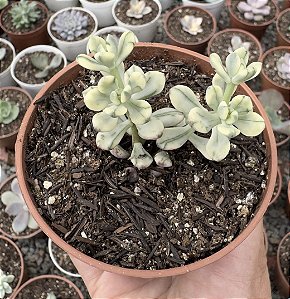 E. MACDOUGALLII VAR. POTE 9